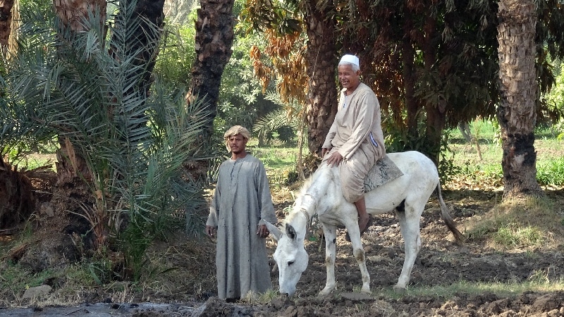 La campagne des bords du Nil. Daraw.