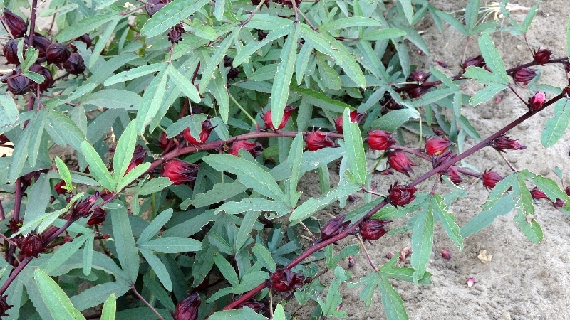 Carcadet ou Hibiscus sabdariffa. carcadet.