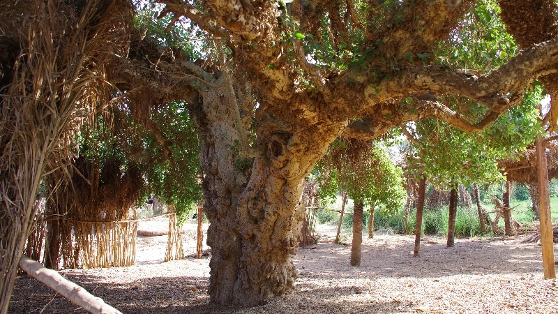 Figuier Sycomore ou Ficus sycomorus. Figuier Sycomore.