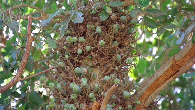 Figuier Sycomore ou Ficus sycomorus. Figuier Sycomore.