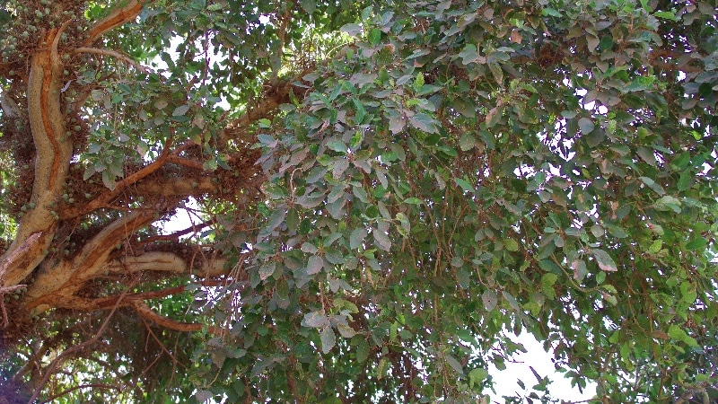 Figuier Sycomore ou Ficus sycomorus. Figuier Sycomore.