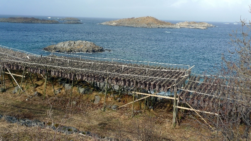Séchoirs à Morue (cabillaud) . îles Lofoten