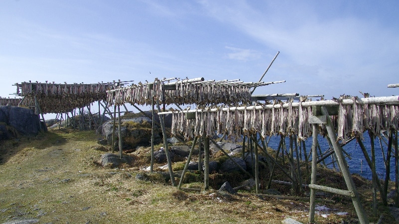Séchoirs à Morue (cabillaud) . îles Lofoten
