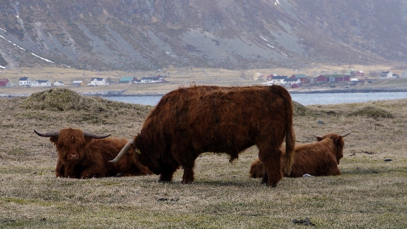 Bœuf des Highland. îles Lofoten
