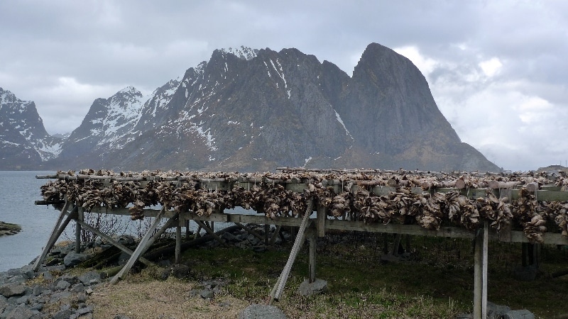 Séchoirs à Morue (cabillaud) . îles Lofoten