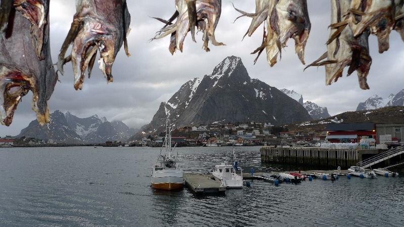 Sous les séchoirs à Morue (cabillaud) . îles Lofoten