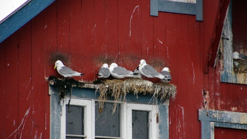 Et les oiseaux omniprésents. îles Lofoten
