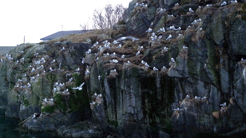 Oiseaux nichant dans les falaises. îles Lofoten