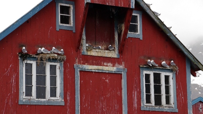 Et les oiseaux omniprésents. îles Lofoten