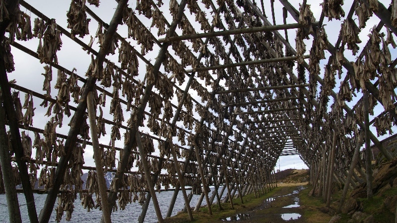 Séchoirs à Morue (cabillaud) . îles Lofoten