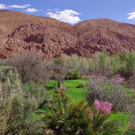 Luxuriance des cultures et montagnes désertiques. Boumalne Dadès