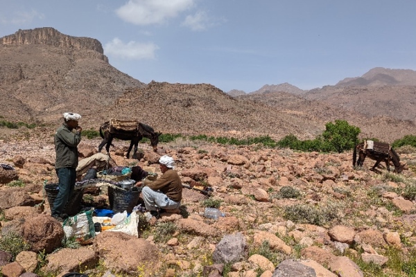 Zaid et Ahmed ont installé le campement de midi et préparent le déjeuner. Djebel Saghro