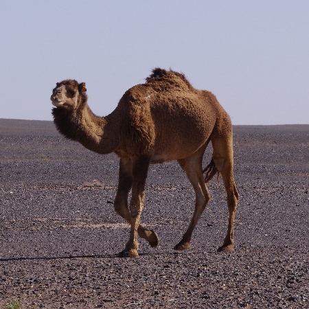 Un dromadaire en goguette ... Merzouga