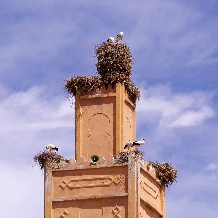 Des cigognes ayant construit leur nid sur le minaret de Rich. Rich