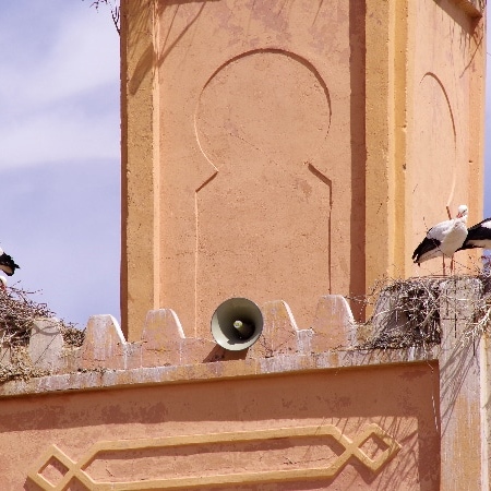 Des cigognes ayant construit leur nid sur le minaret de Rich. Rich