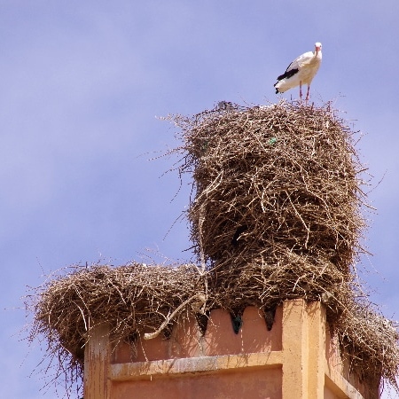 Des cigognes ayant construit leur nid sur le minaret de Rich. Rich