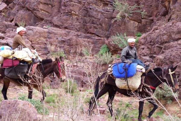 Zaid et Ahmed rejoignent notre prochain campement. Djebel Saghro
