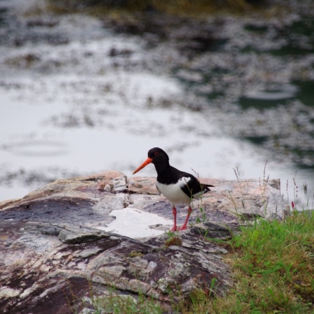 Un Huîtrier Pie. Geiranger