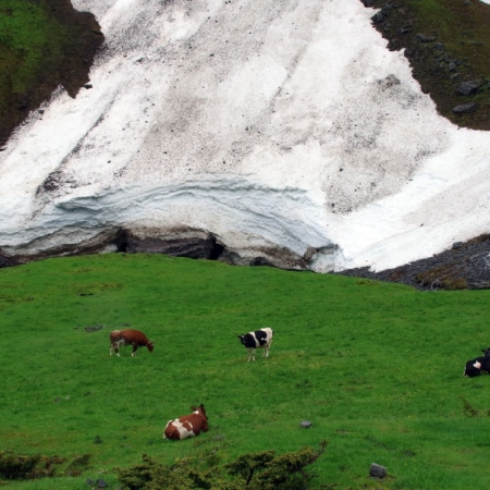 Des vaches heureuses. Verbe tendre et fraîcheur. Route pour Øye.