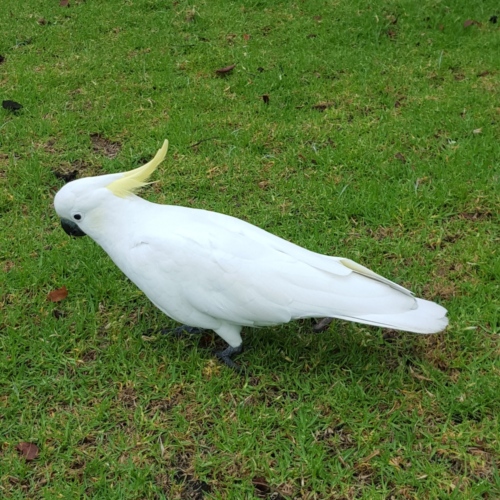 Cacatoes à huppe jaune. Faune australienne