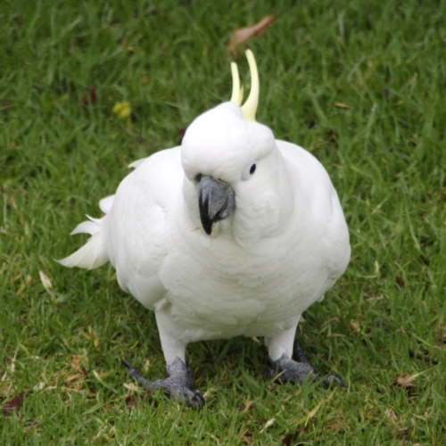 Cacatoes à huppe jaune. Faune australienne