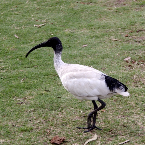L'Ibis sacré. Faune australienne