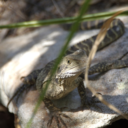 Le Varan de goulde. Faune australienne