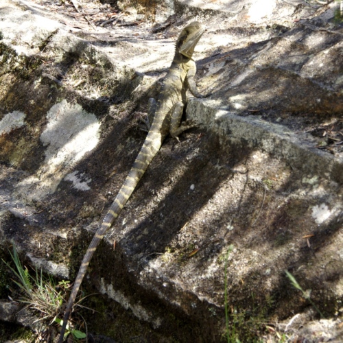 Le Varan de goulde. Faune australienne