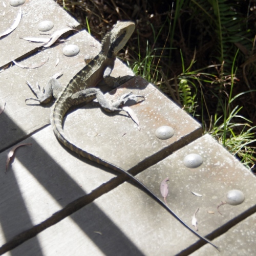 Le Varan de goulde. Faune australienne