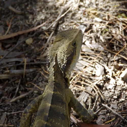 Le Varan de goulde. Faune australienne