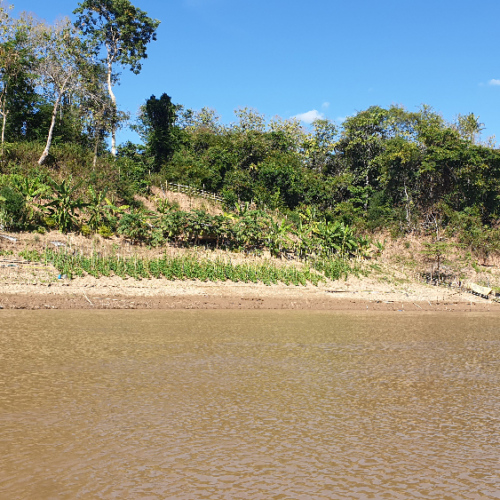 De nombreux jardins en bordure du Mékong. Luang Prabang