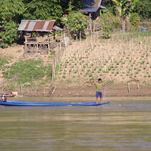 Jardins potagers et pêche sur le Mékong. Luang Prabang