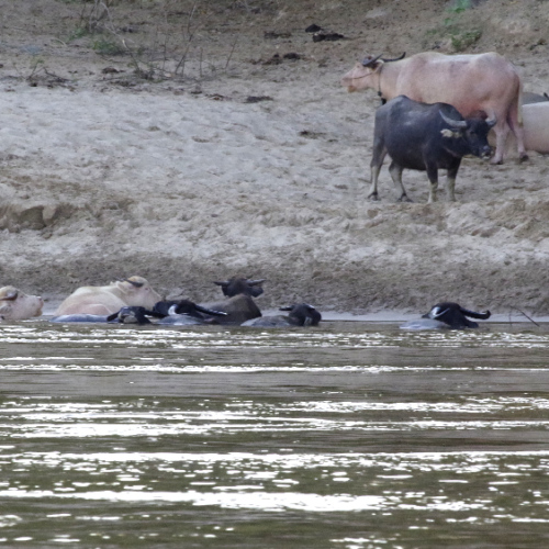 Les buffles se baignant dans le Mékong. Luang Prabang