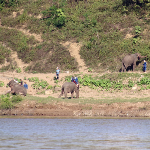 Toilette pour les éléphants dans le mékong. Luang Prabang