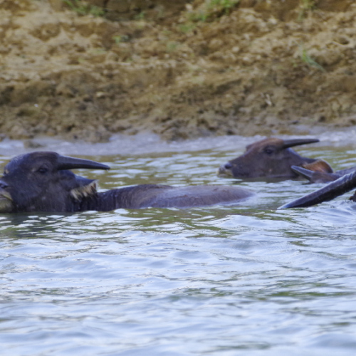 Rivière Nam Song en Bateau. Des buffles se baignent. Vang Vieng
