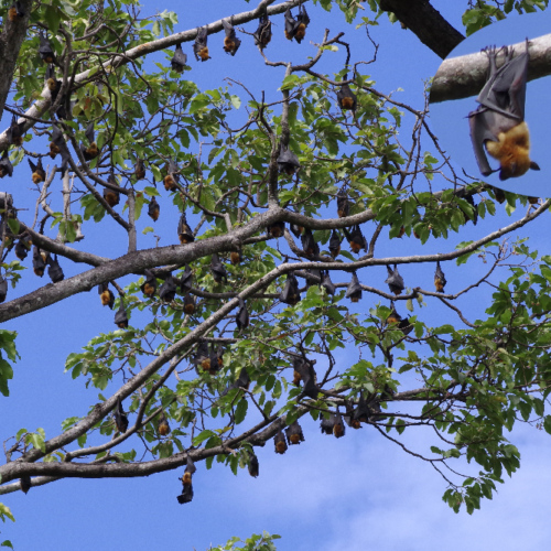Roussettes dans un arbre à Siem reap. Siem Reap