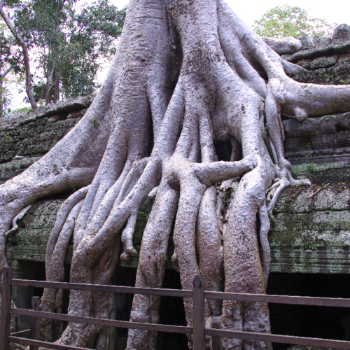 Le Temple de Ta Prohm. Siem Reap