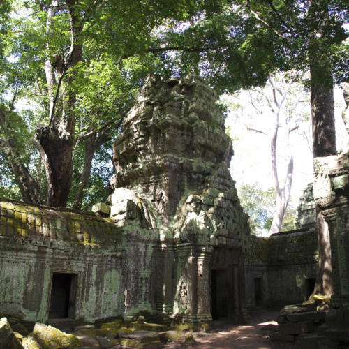 Le Temple de Ta Prohm. Siem Reap