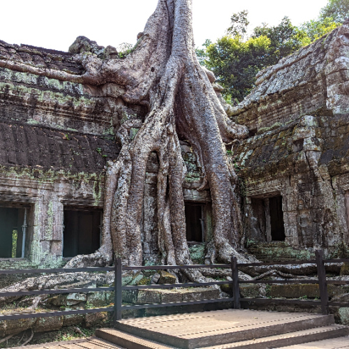 Le Temple de Ta Prohm. Siem Reap
