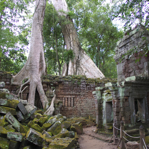 Le Temple de Ta Prohm. Siem Reap