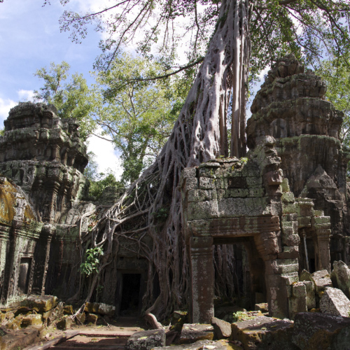 Le Temple de Ta Prohm. Siem Reap