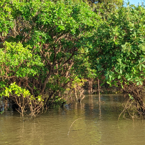 Les buissons inondés dans le lac Tonlé Sap. Lac Tonlé Sap.