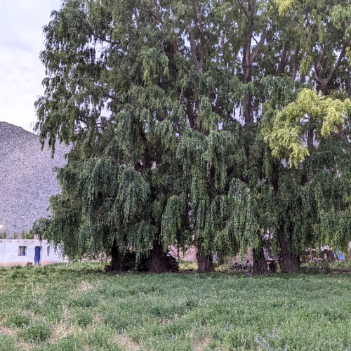 Le village d'Antofalla. Visite par l'instituteur du village. La Puna.