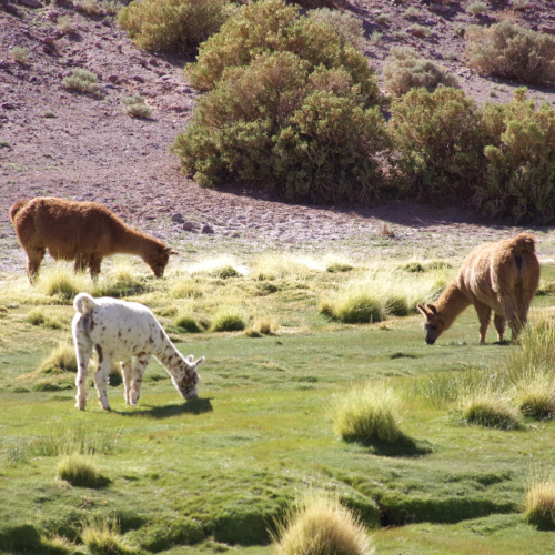 Route Antofalla, Antofagasta par le col Atacamaña. Des lamas. La Puna.