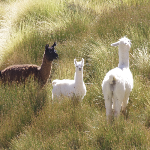 Route Antofalla, Antofagasta par le col Atacamaña. Des lamas. La Puna.