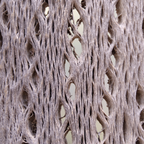 Le bois de cactus. La Puna.