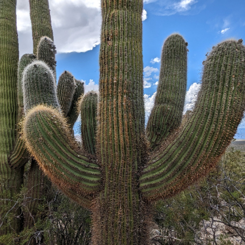 Cactus. La Puna.