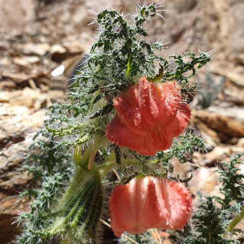 Caiophora chuquitensis. La Puna.
