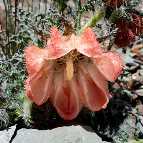Caiophora chuquitensis. La Puna.