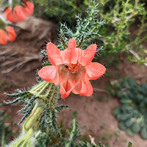 Caiophora chuquitensis. La Puna.